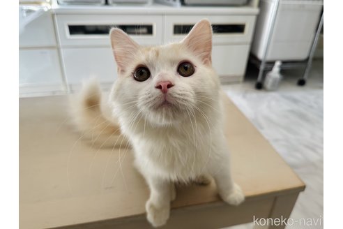 成約済の東京都のラガマフィン-103699の1枚目