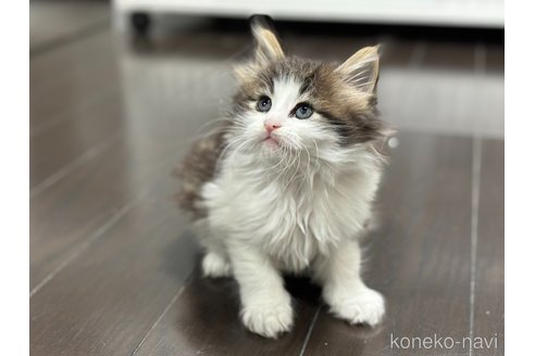 成約済の神奈川県のノルウェージャンフォレストキャット-104185の15枚目