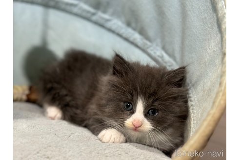 成約済の神奈川県のノルウェージャンフォレストキャット-104186の11枚目