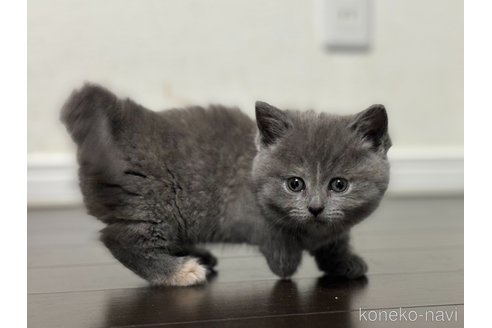 成約済の神奈川県のマンチカン-104191の10枚目