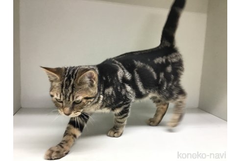 成約済の山形県のスコティッシュフォールド-101237の3枚目