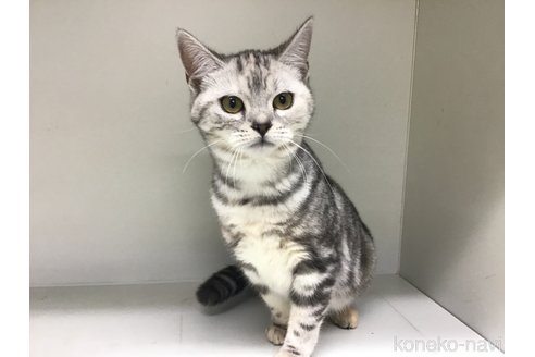 成約済の山形県のスコティッシュフォールド-97905