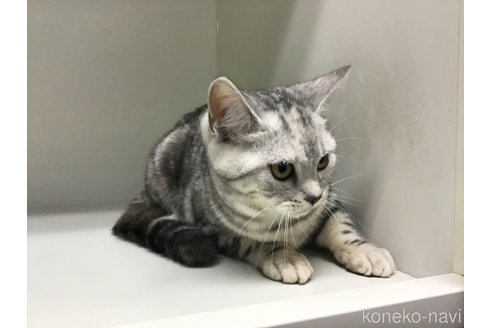 成約済の山形県のスコティッシュフォールド-97905の3枚目
