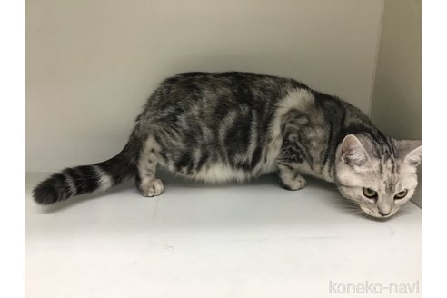 成約済の山形県のスコティッシュフォールド-97905の2枚目