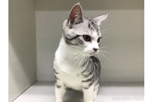 成約済の山形県のスコティッシュフォールド-97909の4枚目