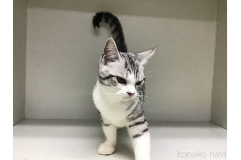 成約済の山形県のスコティッシュフォールド-97909の3枚目