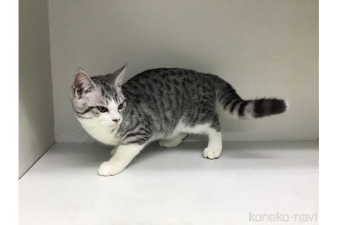 成約済の山形県のスコティッシュフォールド-97909の2枚目