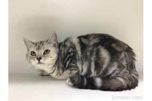 成約済の山形県のスコティッシュフォールド-97922の5枚目
