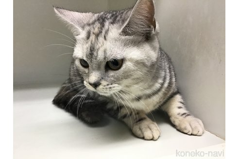 成約済の山形県のスコティッシュフォールド-97922の4枚目