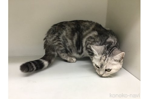成約済の山形県のスコティッシュフォールド-97922の2枚目