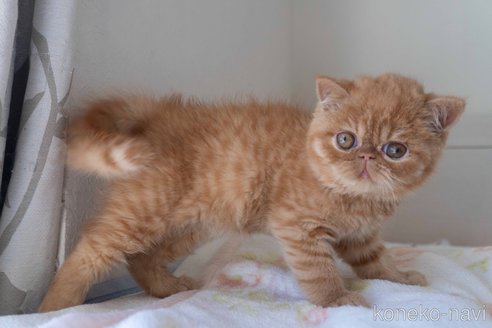 成約済の東京都のエキゾチックショートヘア-105053の7枚目