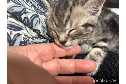 成約済の千葉県のアメリカンショートヘア-104207の3枚目