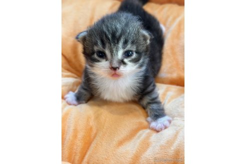 成約済の兵庫県のノルウェージャンフォレストキャット-105062の6枚目