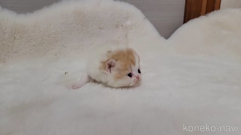 成約済の長野県のミヌエット-105064の4枚目