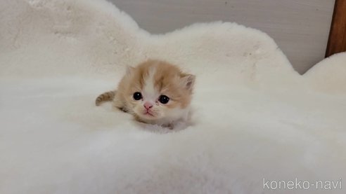 販売中の長野県のミヌエット-105065の6枚目