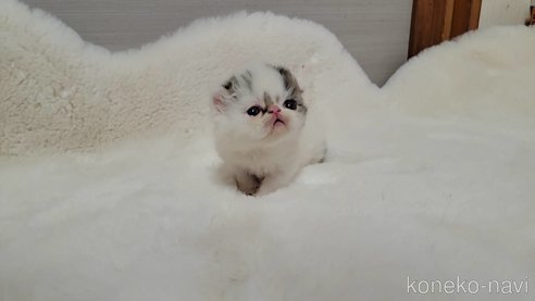 販売中の長野県のミヌエット-105066の3枚目