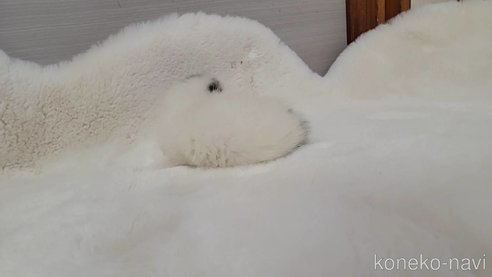 販売中の長野県のミヌエット-105066の6枚目