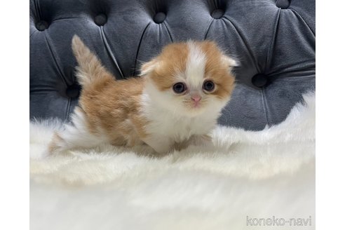 成約済の鹿児島県のスコティッシュフォールド(折れ耳)-105067の5枚目