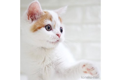 成約済の愛知県のスコティッシュフォールド-103165の6枚目