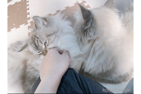 ユキちゃん1枚目