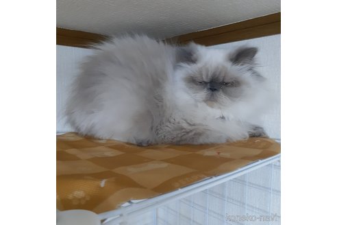 成約済の大阪府のヒマラヤン-86792の6枚目