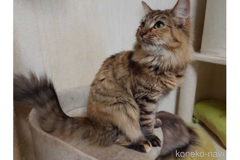成約済の埼玉県のノルウェージャンフォレストキャット-79805の4枚目