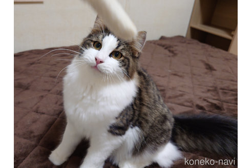 成約済の埼玉県のノルウェージャンフォレストキャット-79810の3枚目
