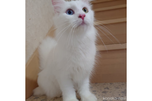成約済の埼玉県のノルウェージャンフォレストキャット-103690の5枚目