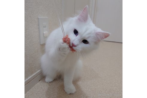 成約済の埼玉県のノルウェージャンフォレストキャット-103690の3枚目