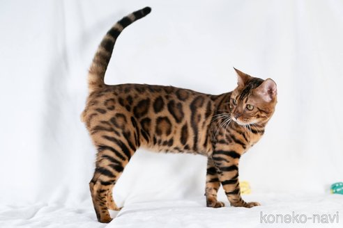 ののベンガル-