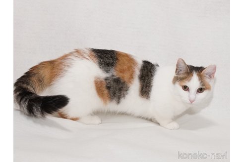 成約済の東京都のマンチカン(短足)-82076の9枚目
