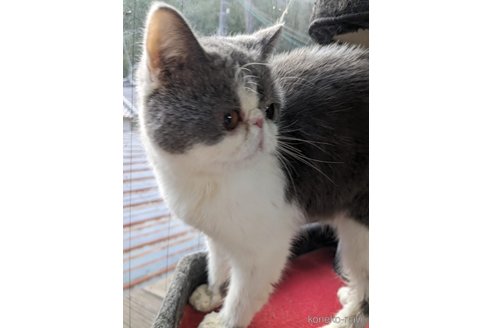 古都ちゃん1枚目