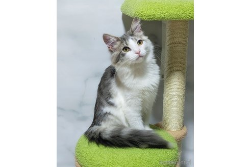 成約済の愛知県のノルウェージャンフォレストキャット-103155の3枚目