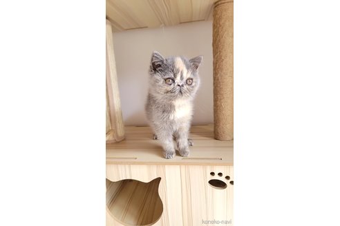 販売中の長野県のエキゾチックショートヘア-98734の2枚目