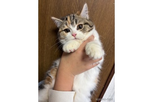 成約済の千葉県のマンチカン-99546の2枚目