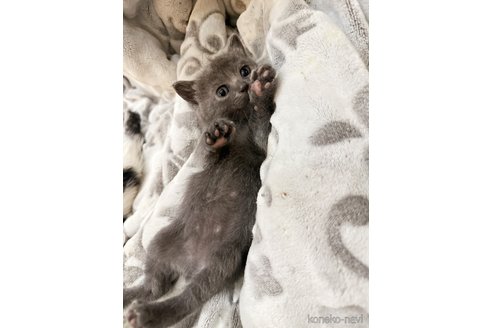 成約済の徳島県のボンベイ-105179の5枚目