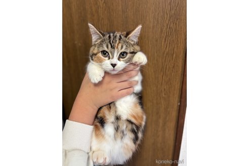 成約済の千葉県のマンチカン-99545の11枚目