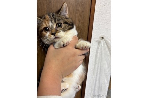 販売中の千葉県のマンチカン(短足)-99539の16枚目