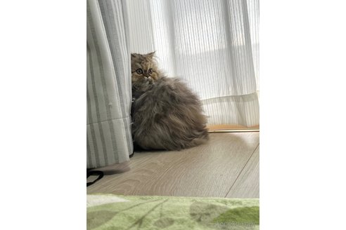成約済の群馬県のミヌエット-98149の7枚目