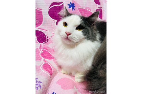 販売中の大阪府のマンチカン(短足)-90881の4枚目