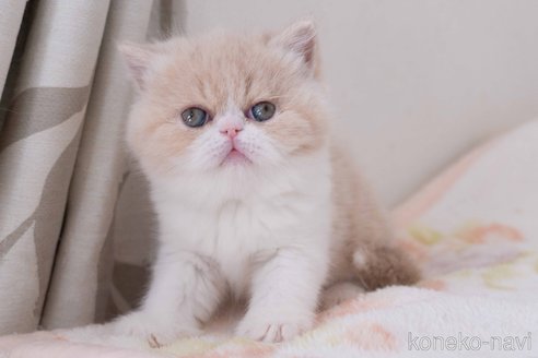 成約済の東京都のエキゾチックショートヘア-104224の9枚目