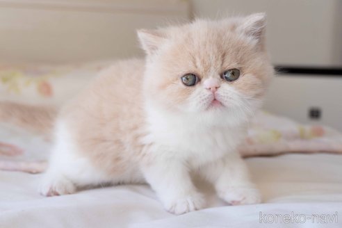 成約済の東京都のエキゾチックショートヘア-104224の10枚目