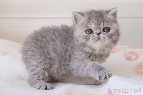 成約済の東京都のエキゾチックショートヘア-104225の7枚目
