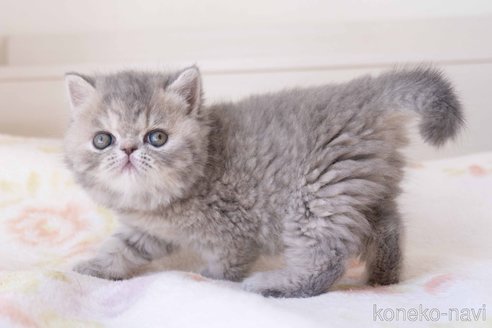 成約済の東京都のエキゾチックショートヘア-104225の10枚目
