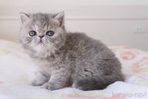 成約済の東京都のエキゾチックショートヘア-104225の9枚目