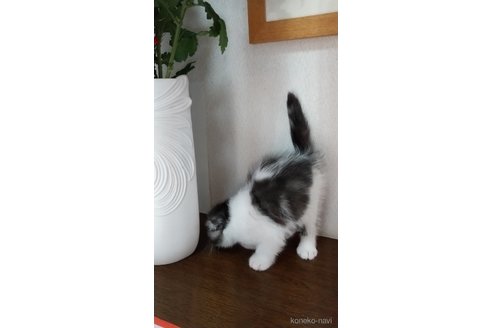 成約済の栃木県のスコティッシュフォールド-104229の4枚目