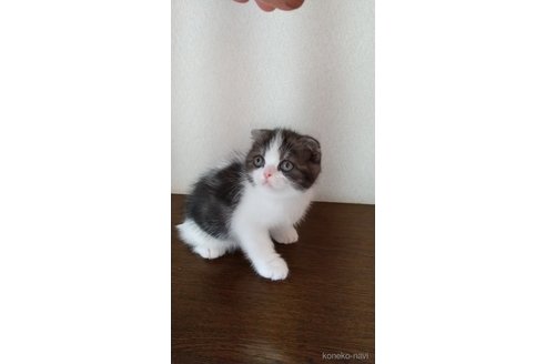 成約済の栃木県のスコティッシュフォールド-104229の3枚目