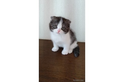成約済の栃木県のスコティッシュフォールド-104229の2枚目