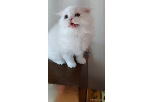 成約済の栃木県のスコティッシュフォールド-103176の3枚目