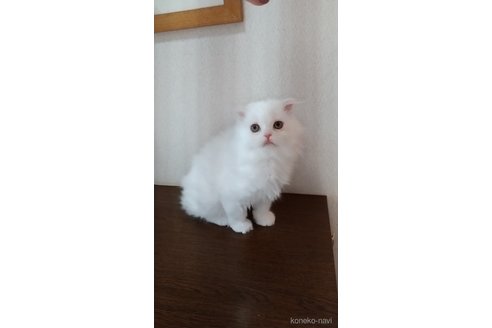 成約済の栃木県のスコティッシュフォールド-103176の2枚目